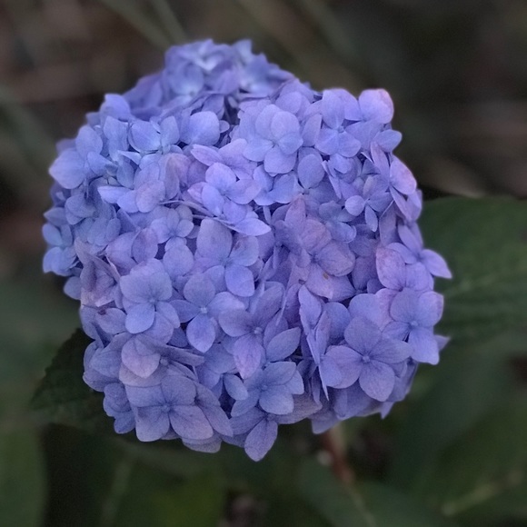 Meet your Posher, Teri - Picture 3 of 6